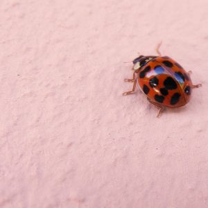Coccinella Insolita