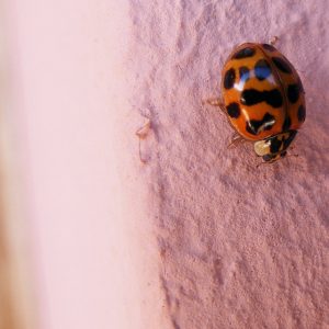 Coccinella Insolita