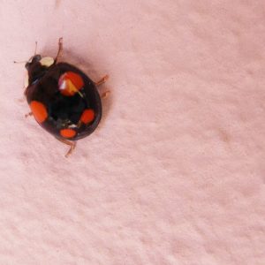 Coccinella Insolita