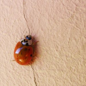 Coccinella Insolita