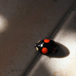 Coccinella Insolita