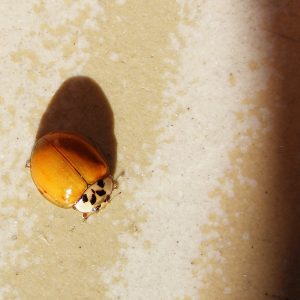 Coccinella Insolita