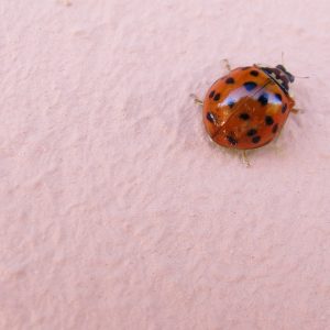 Coccinella Insolita