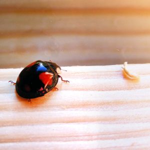 Coccinella Insolita