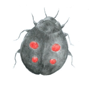 Coccinella Insolita