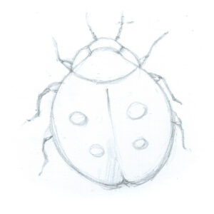 Coccinella Insolita