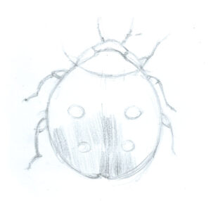 Coccinella Insolita