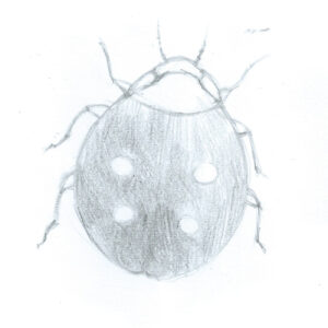 Coccinella Insolita