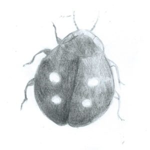 Coccinella Insolita
