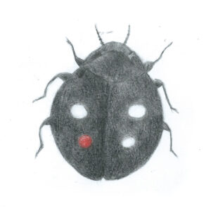 Coccinella Insolita